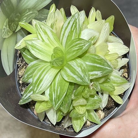 Хавортия Цимбиформис Вариегата d10