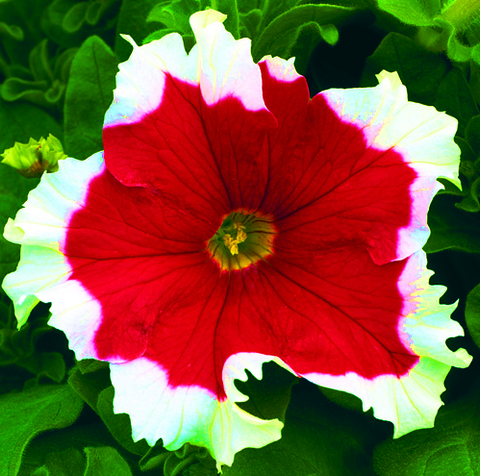 S6017 Петуния кустовая Grandiflora Frost Fire 10шт.