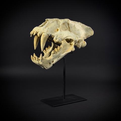 Xenosmilus на стойке