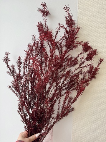 Чайное дерево Бордовый