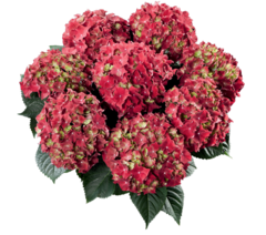 Гортензия крупнолистная (Macrophylla) Royal Red 12 шт.