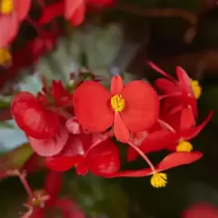 S2221 Бегония вечноцветущая HYBRIDA HULA RED 3 шт.