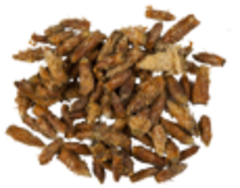 Сосновые почки (почки)