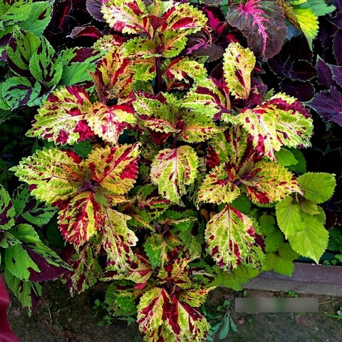 Экстравагантный UO колеус КСР