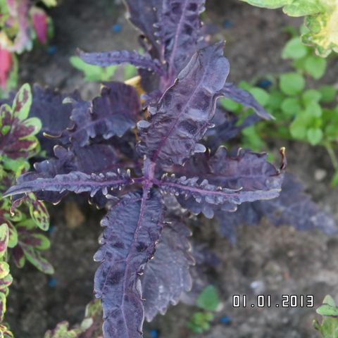 Black Swan ES колеус