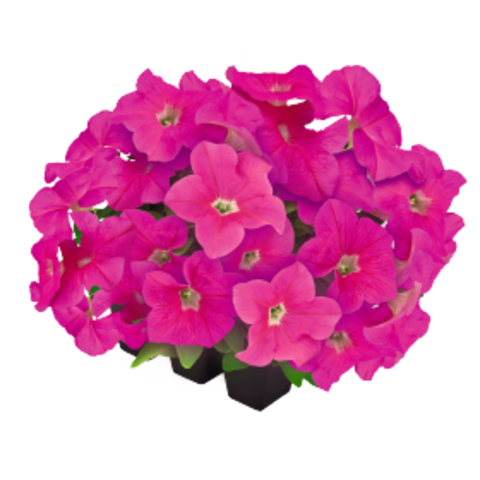 S60239 Петуния кустовая Grandiflora Success!360* Pink 10шт.