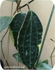 Хойя,  Macrophylla variegata