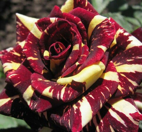 Роза чайно-гибридная Фокус Покус