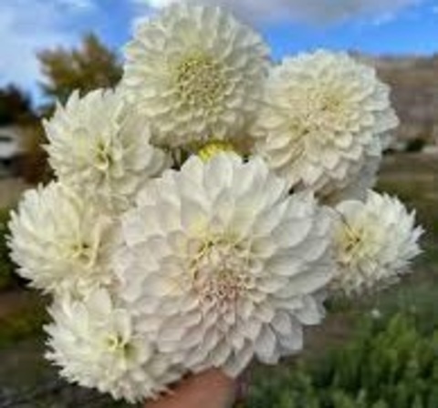 Георгин KA's Bella Luna