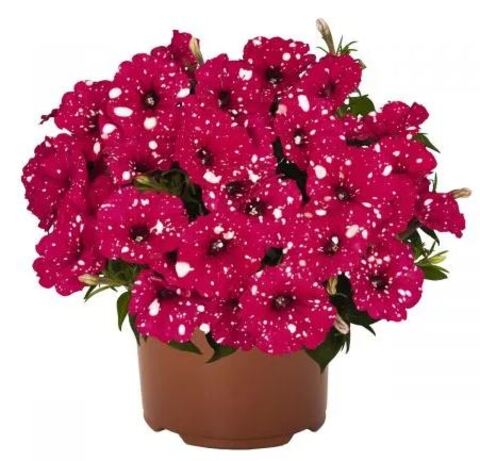 Петуния Surprise Sparkling Red