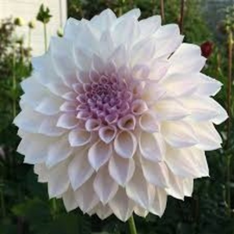 Георгин KA's Bella Luna