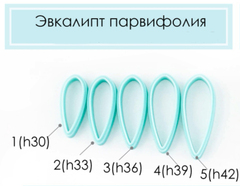 Каттеры эвкалипт парвифолия