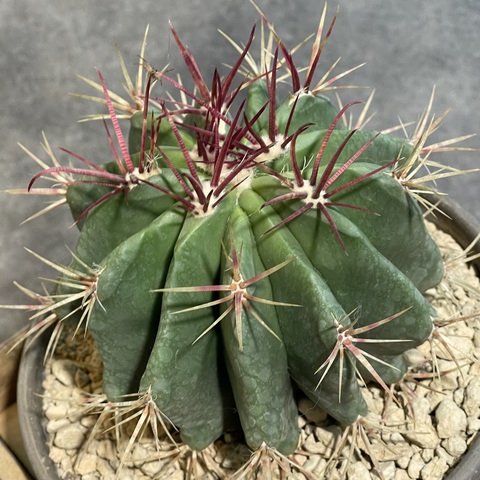 Ферокактус Волосистый в керамике d15