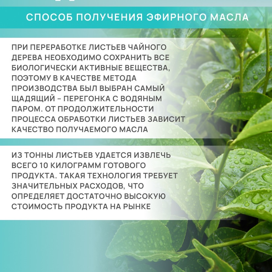 Масло чайного дерева 15% – купить по лучшей цене с доставкой по  Санкт-Петербургу и России от Арт Лайф | Интернет-магазин «A-Life.ru»