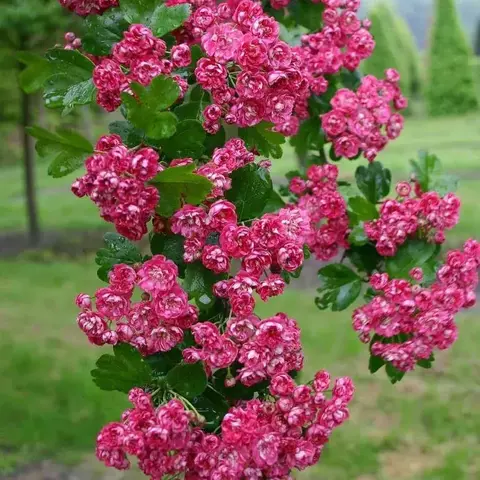 Боярышник Пауль Скарлет | Crataegus laevigata Pauls Scarlet