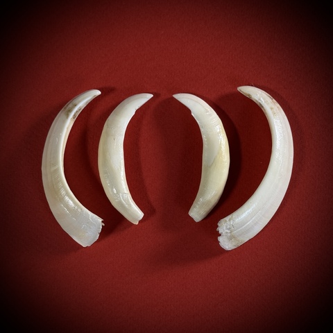 Клыки кабана