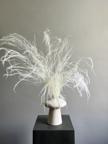 Аспарагус стабилированный шпренгера белый