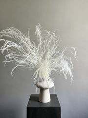 Аспарагус стабилированный шпренгера белый