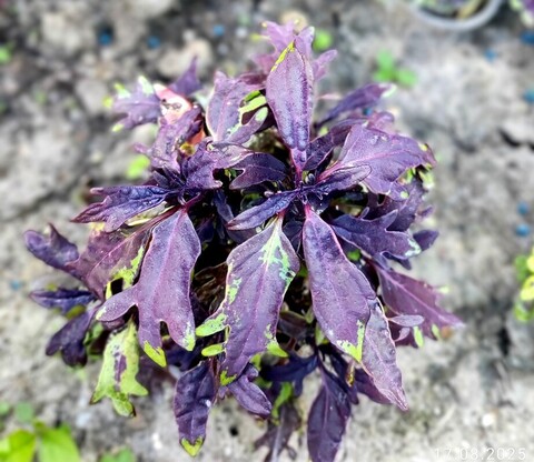 Курьи ножки колеус