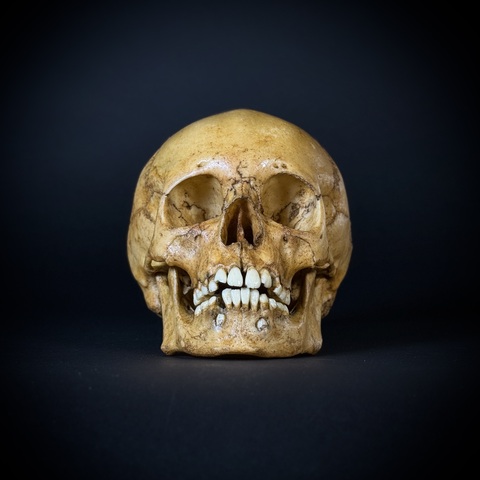 Череп человека ребёнок (анатомическая модель)