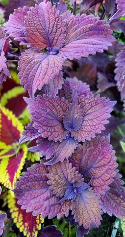 Черномор UO колеус КСР