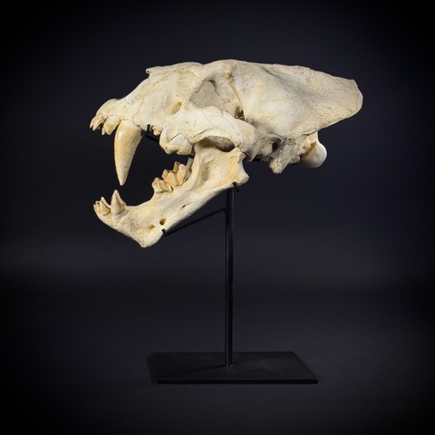 Xenosmilus на стойке