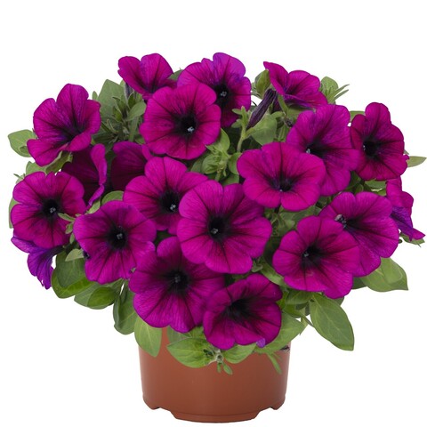 32284 Петуния SWEETUNIA PURPLE (ВЕСНА 2025)