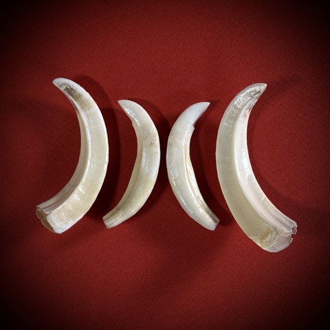 Клыки кабана