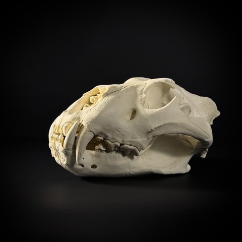 Череп льва из пластика