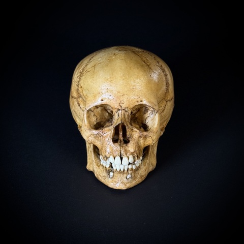 Череп человека ребёнок (анатомическая модель)