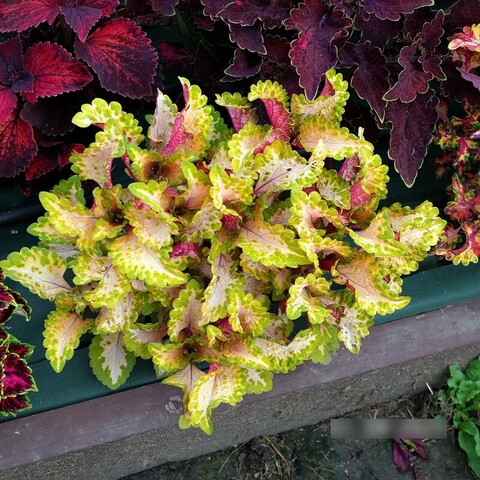 Летний ветерок UO колеус