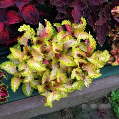 Летний ветерок UO колеус