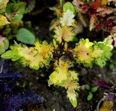 Царевна лягушка колеус КСР