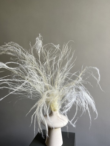 Аспарагус стабилированный шпренгера белый