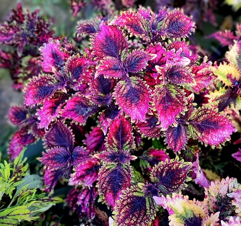 Вишневый сезон Тай колеус