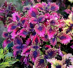 Вишневый сезон Тай колеус