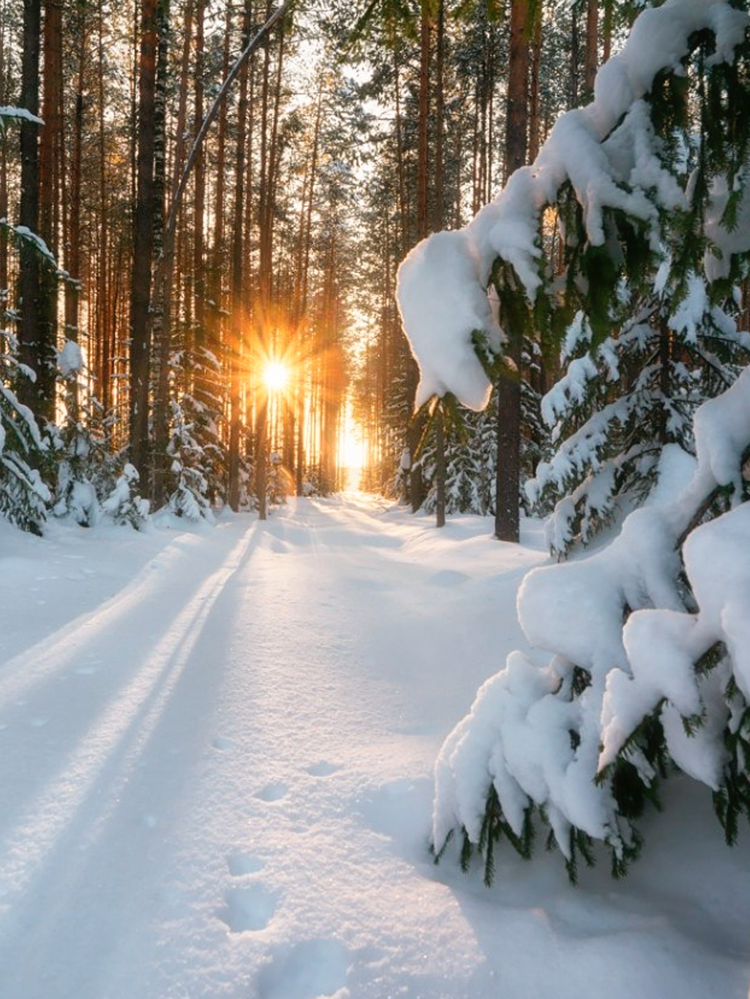 Зимний лес фото