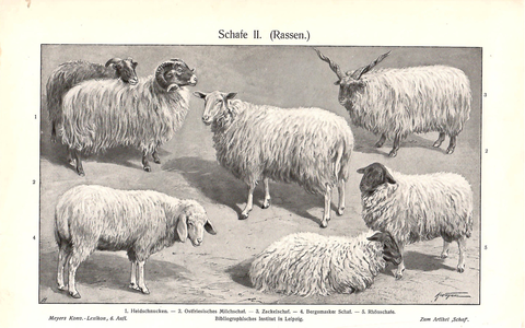 Двухсторонняя литография «Haustiere der Kolonien» «Домашние животные»