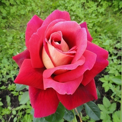 Роза чайно-гибридная Kronenburg
