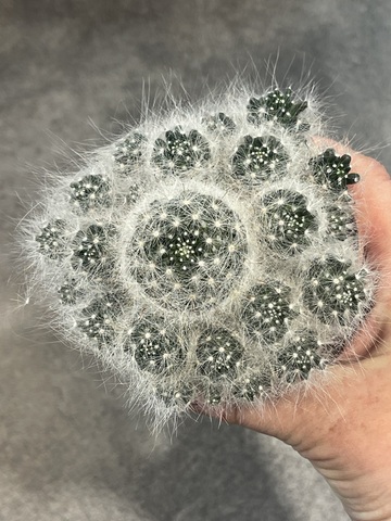 Маммиллярия Гласа d8