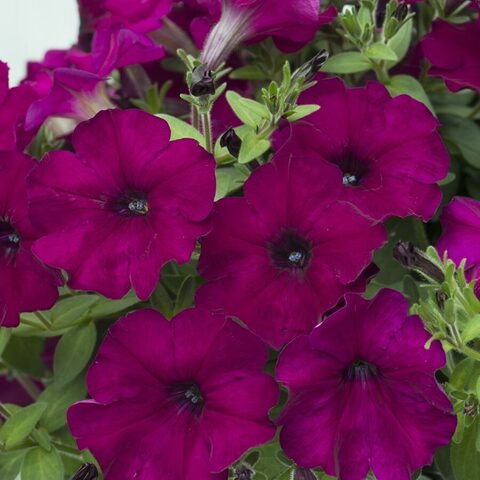 32452 Петуния PRESTO PURPLE VELVET (ВЕСНА 2025)
