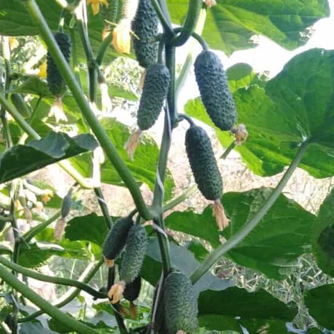 Огурец Степ