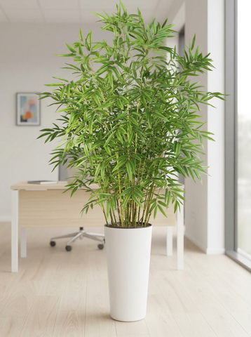 Бамбук Люкс в высоком белом глянцевом кашпо