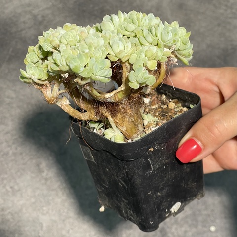 Эхеверия Берри кристата d7