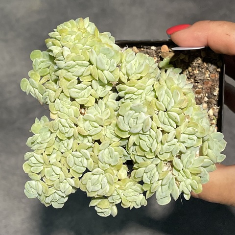 Эхеверия Берри кристата d7