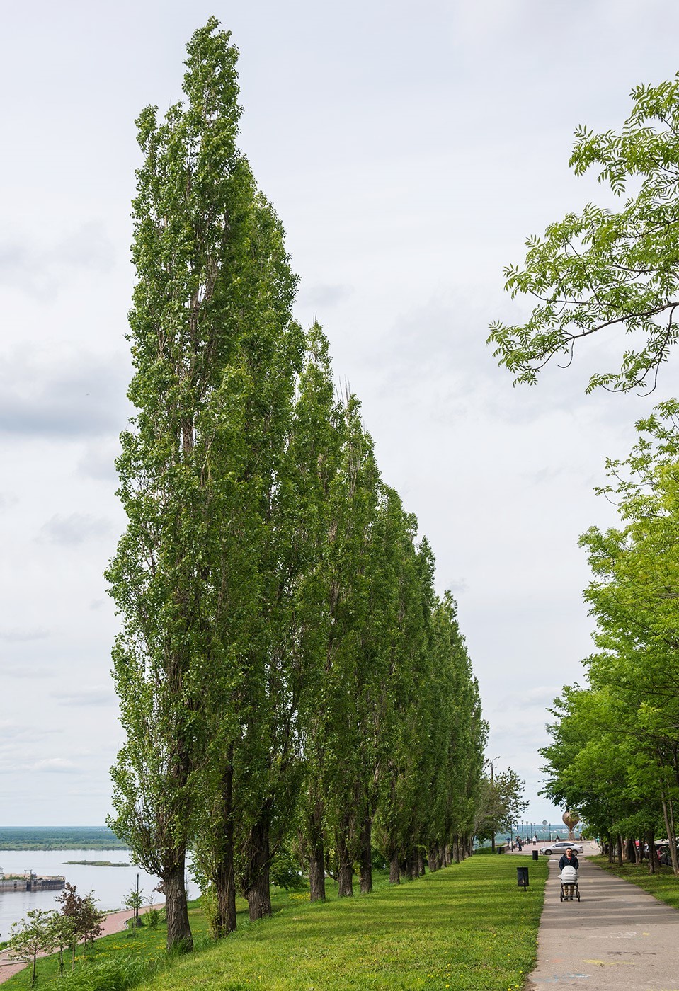 Populus nigra 'Italica', Тополь черный 'Италика'|вторсырье-м.рф