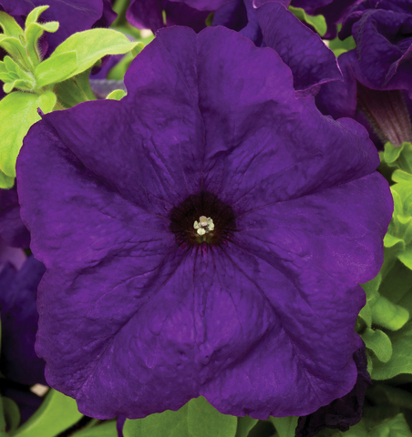 S6018 Петуния кустовая Grandiflora TriTunia Blue 10шт.