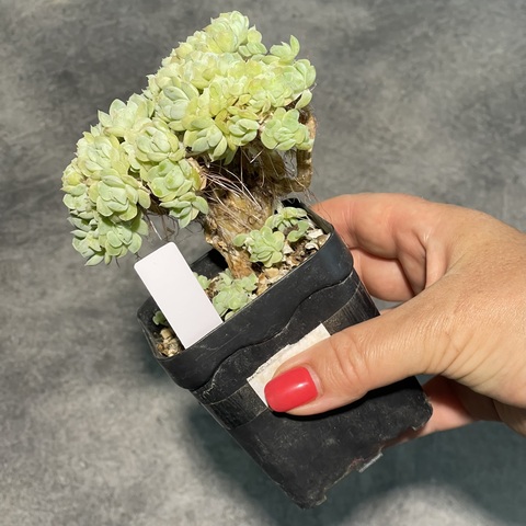 Эхеверия Берри кристата d7