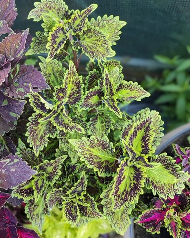 Элевеста UO колеус КСР