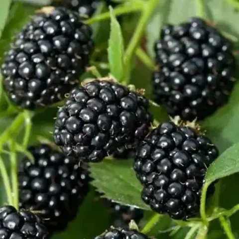 Ежевика Трипл Краун (Triple Crown) (бесшипная)